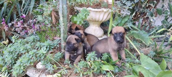 Cuccioli Pastore Belga Malinois in Calabria Cosenza Crotone Catanzaro