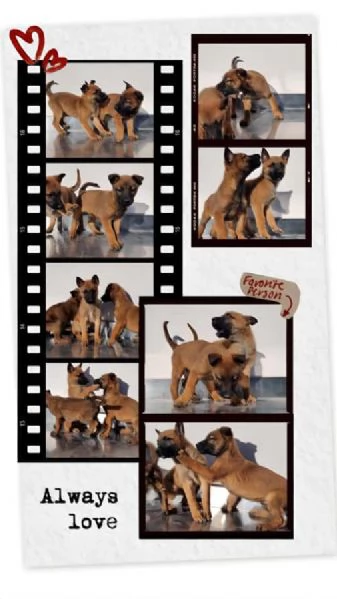 Cuccioli Pastore Belga Malinois Calabria Cosenza Catanzaro Crotone Vibo Valentia Reggio Calabria