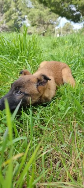 Pastore Belga Malinois in Campania  | Foto 3