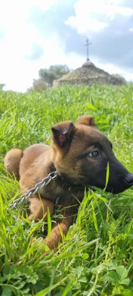 Pastore Belga Malinois in Campania  | Foto 2