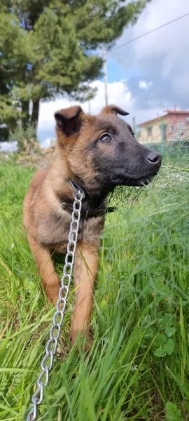Pastore Belga Malinois in Campania 