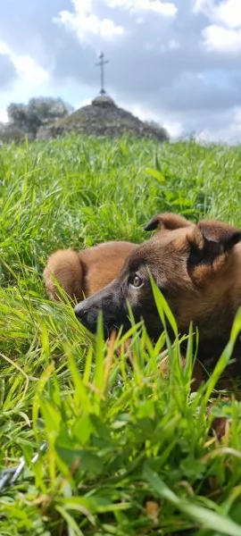 Pastore Belga Malinois in Campania  | Foto 0