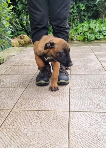 Cuccioli Pastore Belga Malinois in tutta Italia | Foto 2
