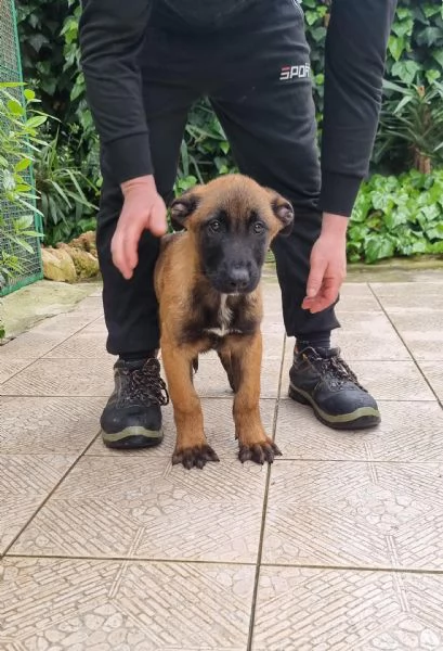Cuccioli Pastore Belga Malinois in tutta Italia