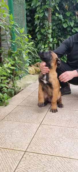 Cuccioli Pastore Belga Malinois in tutta Italia | Foto 0