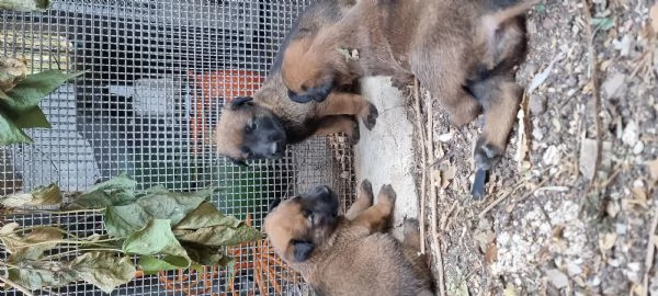Cucciolata Pastore Belga Malinois in Italia 