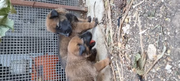 Cucciolata Pastore Belga Malinois in Italia  | Foto 2