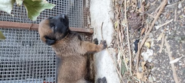 Cucciolata Pastore Belga Malinois in Italia  | Foto 1