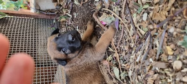 Cucciolata Pastore Belga Malinois in Italia  | Foto 0