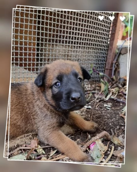 Allevamento Pastore Belga Malinois in Campania. Cuccioli in Tutta Italia. 