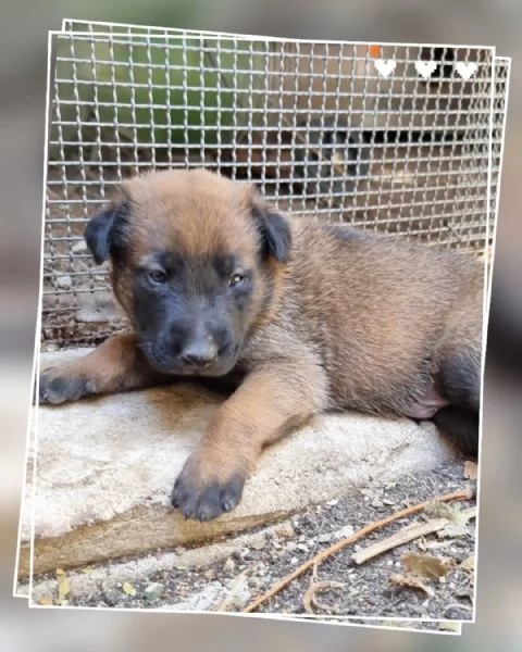 Allevamento Pastore Belga Malinois in Campania. Cuccioli in Tutta Italia.  | Foto 0