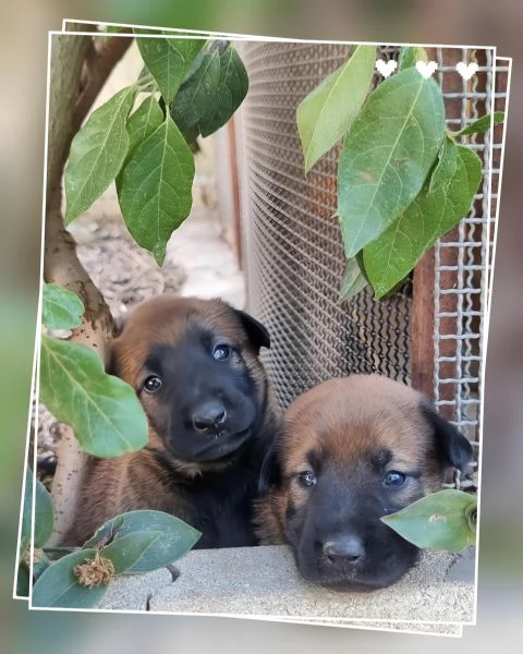 Allevamento Pastore Belga Malinois in Calabria. Cuccioli pedigree ENCI. 