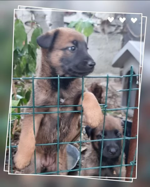 Allevamento Pastore Belga Malinois in Calabria. Cuccioli pedigree ENCI.  | Foto 0
