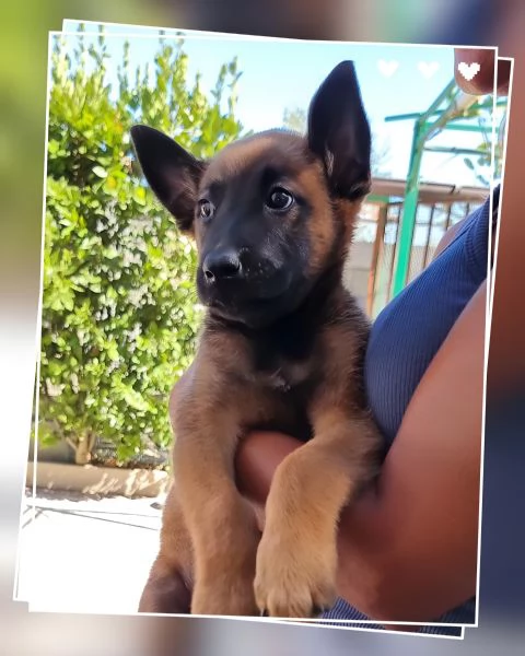Allevamento Pastore Belga Malinois Napoli Salerno Caserta Avellino Benevento  | Foto 2