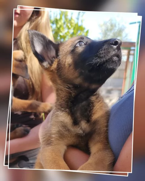 Allevamento Pastore Belga Malinois Napoli Salerno Caserta Avellino Benevento  | Foto 0