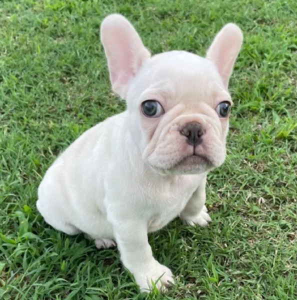 regalo bulldog frances meravigliosi 
