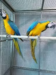 pappagalli ara blu e oro disponibili.