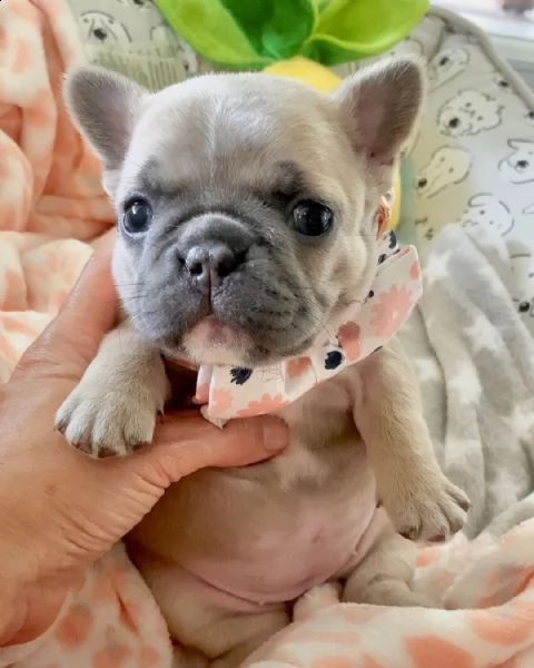 urgente urgente urgent.cuccioli di bulldog francese pronti per una casa amorevole.  di recente ho tr