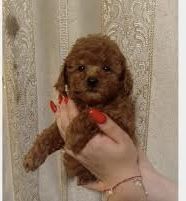 ——-2regalo barboncino!!!!!!!!!!! | Foto 0