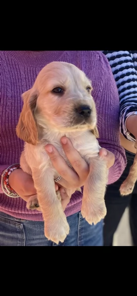 Cuccioli di cane razza cocker spaniel inglese  | Foto 4