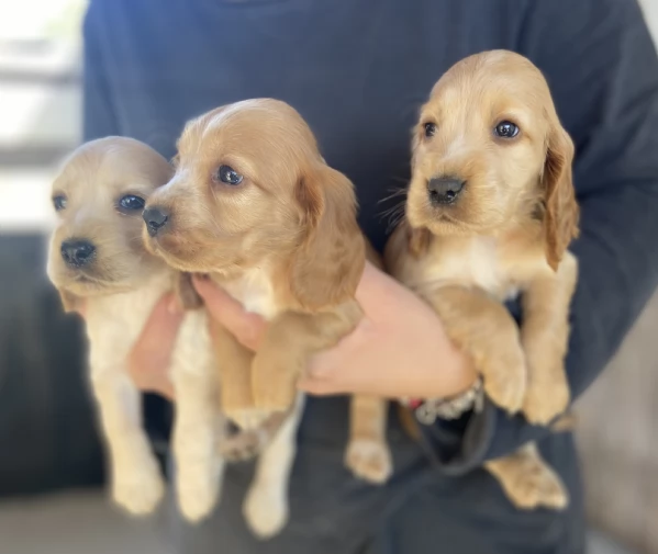 Cuccioli di cane razza cocker spaniel inglese  | Foto 0
