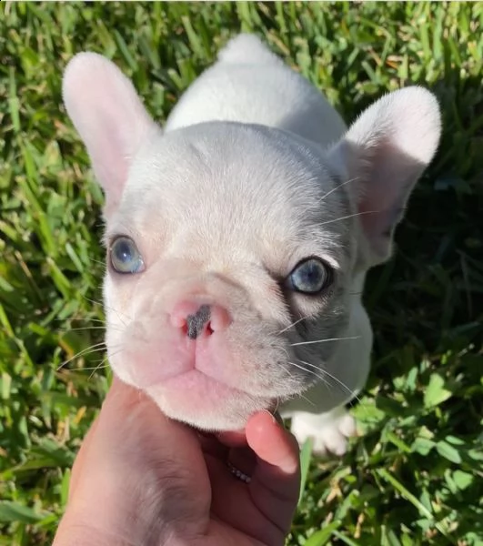adorabili cuccioli di bulldog francese .. | Foto 0