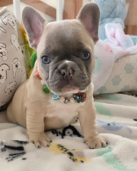 french bulldog puppy available for adoption  | Foto 2