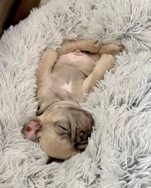 french bulldog puppy available for adoption  | Foto 1