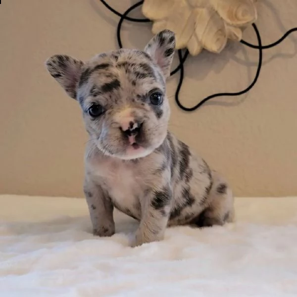 disponibili cuccioli di pastore australiano per adozione