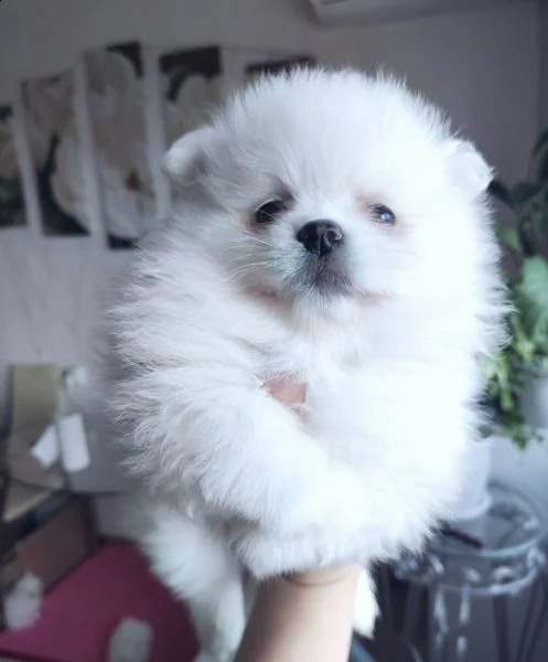 cuccioli pomerania toy!!!!