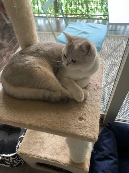 Gattine British shorthair  