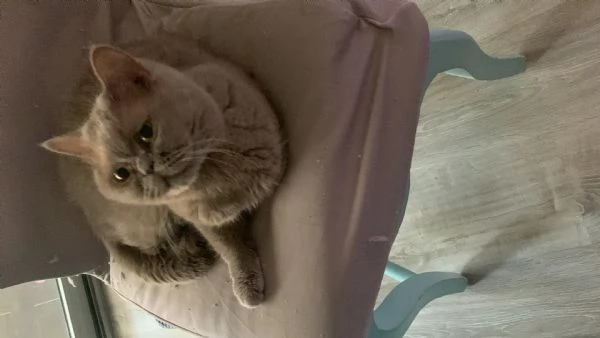 Gattine British shorthair   | Foto 0