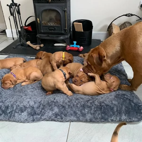 regalo cuccioli di dogue de bordeaux 