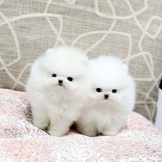 cuccioli di pomerania t-cup