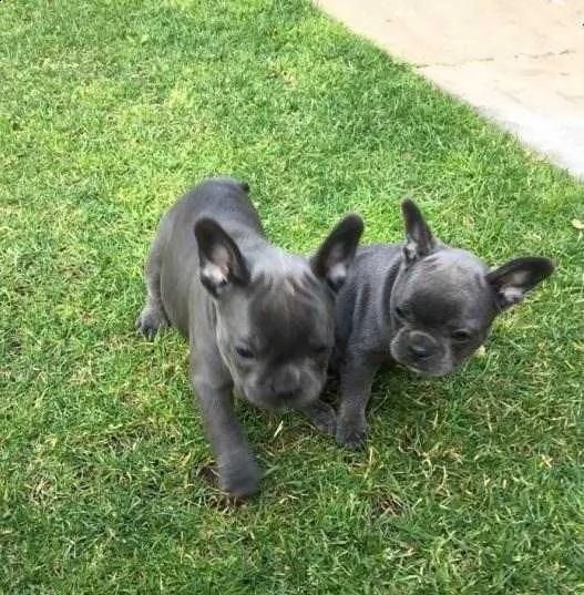 cucciolata di cuccioli di bulldog francese