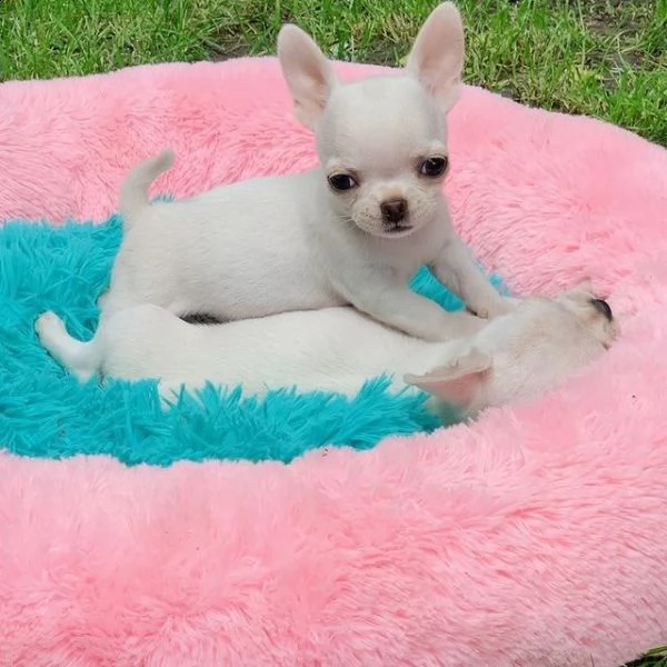 cuccioli chihuahua