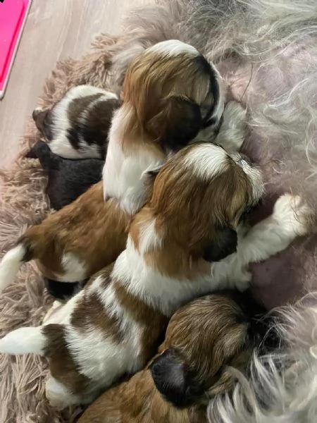 cucciolata di cuccioli shi tzu