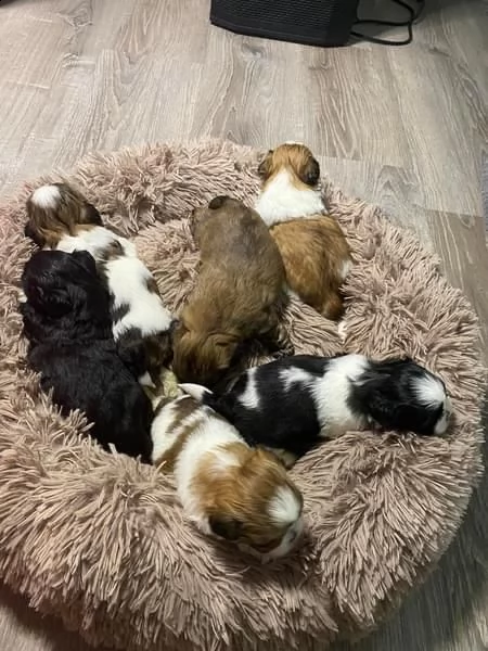 cuccioli akc shih tzu 