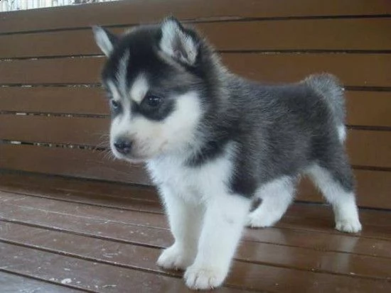 cuccioli di husky siberiano