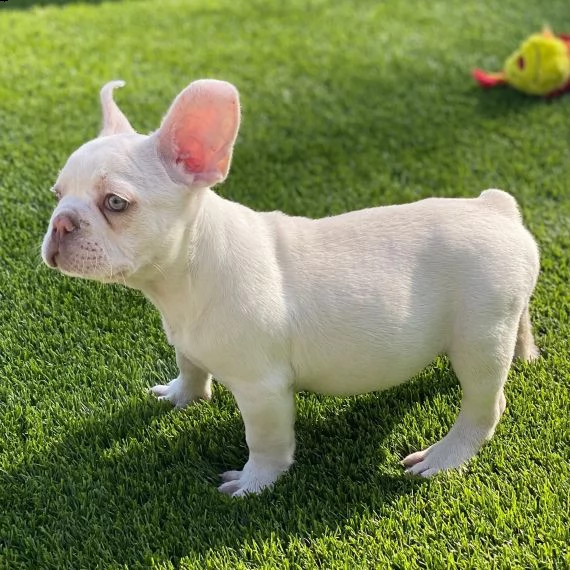bulldog francese cuccioli per l'adozione bellissima cucciolata cerca nuova famiglia, 4 maschi e 3 fe