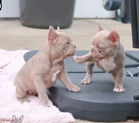 cuccioli di bulldog francese stupendi | Foto 1