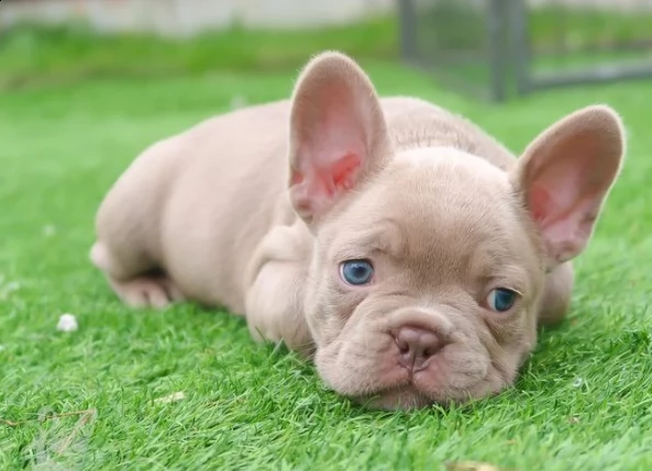 cuccioli di bulldog francese stupendi