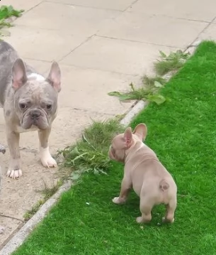 cuccioli di bulldog francese stupendi | Foto 0