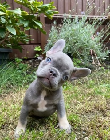 bouledogue francese ben socializzati