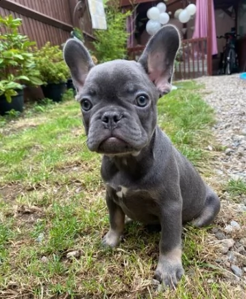 bouledogue francese ben socializzati | Foto 2