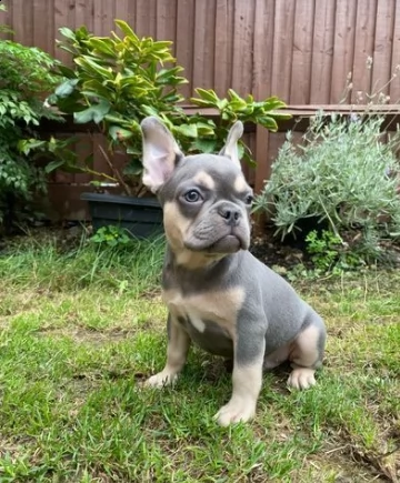 bouledogue francese ben socializzati | Foto 1