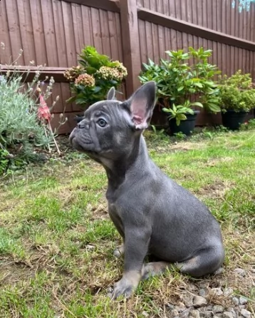 bouledogue francese ben socializzati | Foto 0