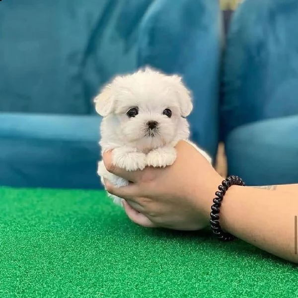 cuccioli di barboncino in adozione | Foto 2