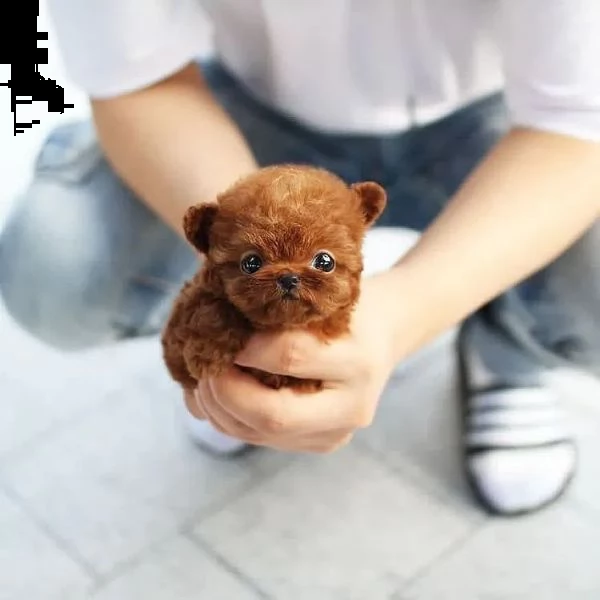 cuccioli di barboncino in adozione | Foto 1