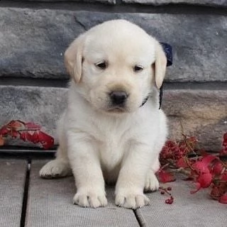 simpatici cuccioli di labrador retriever in adozione | Foto 0